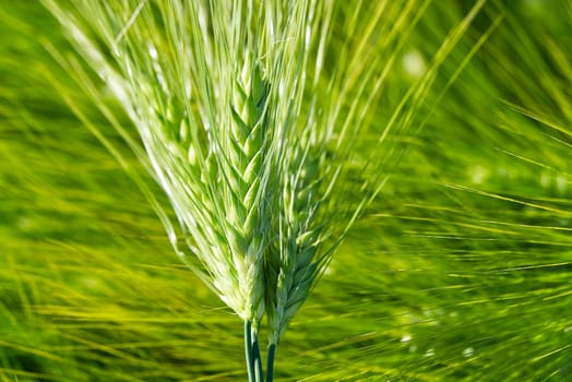 Organic field of green wheat close up