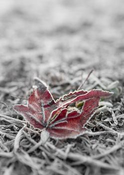 Abstract texture of dead leaf, covered with ice in winter day. Soft selective focus. Perfect background or texture. Cool bokeh.