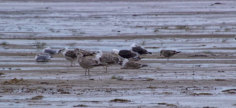 Seagulls walking on the beach on a winter day