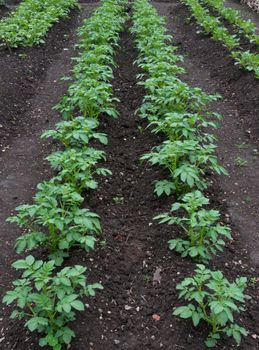 Potato Plants Growing on an Allotment