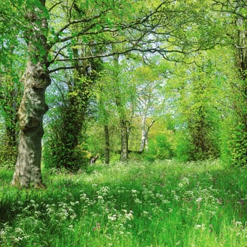 Both Panoramic and some more detailed images of beautiful country scenes.