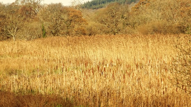 Both Panoramic and some more detailed images of beautiful country scenes.