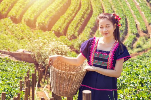 Young Tribal Asian women from Thailand picking tea leaves with smiling face on tea field plantation in the morning at doi ang khang national park , Chiang Mai, Thailand. Beautiful Asia female model