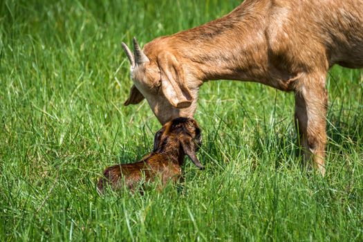 Goat baby a newborn attempt to stand get a help and take care from mother goat with love in a farm