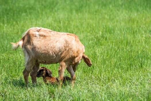 Goat baby a newborn attempt to stand get a help and take care from mother goat with love in a farm