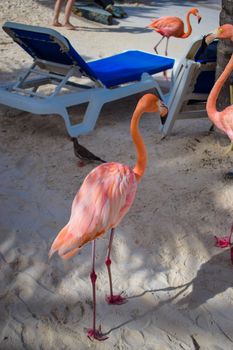 Aruba, Renaissance Island, Caribbean Sea. Sunny beach with white sand, coconut palm trees and turquoise sea. Summer vacation, tropical beach and pink flamingos