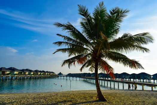 Sunny beach with white sand, coconut palm trees and turquoise sea. Summer vacation and tropical beach concept. Overwater at Maldive Island resort.