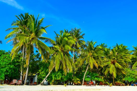 Sunny beach with white sand, coconut palm trees and turquoise sea. Summer vacation and tropical beach concept. Overwater at Maldive Island resort.