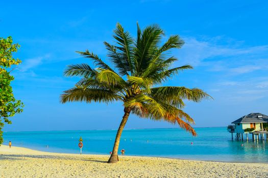 Sunny beach with white sand, coconut palm trees and turquoise sea. Summer vacation and tropical beach concept. Overwater at Maldive Island resort.