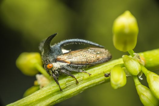 Macro of Strange treehopper is a life small bug or insect have a horn in nature