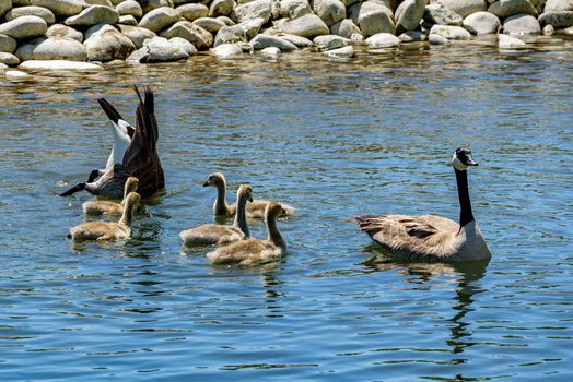 Canada Geese family swimming and feeding.