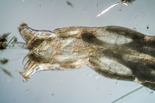parasitic mosquito larva in the water