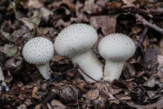 tasty edible mushroom on forest floor