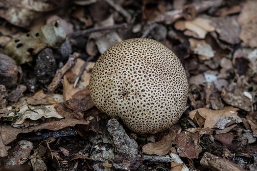 tasty edible mushroom on forest floor