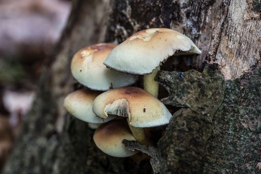 Mushrooms on dead conifer trunk