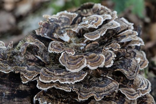 Mushrooms on dead conifer trunk