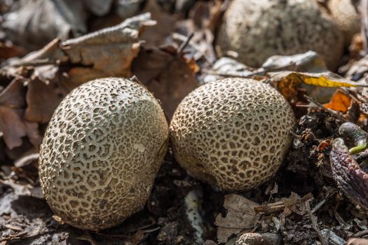 tasty edible mushroom on forest floor