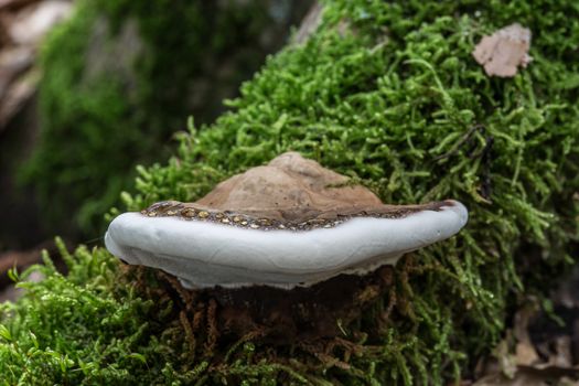 decomposed mushroom on dead tree trunk