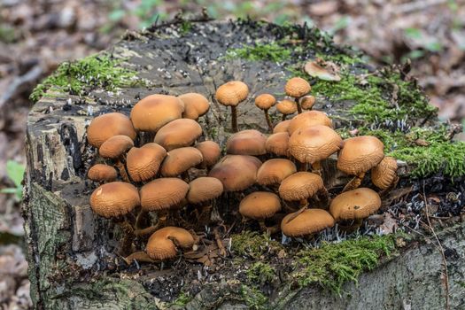 mushroom on dead tree trunk