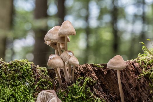 mushroom on dead tree trunk