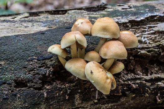 mushroom on dead tree trunk