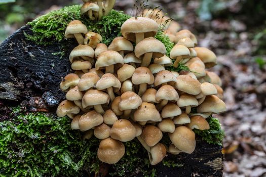 mushroom on dead tree trunk
