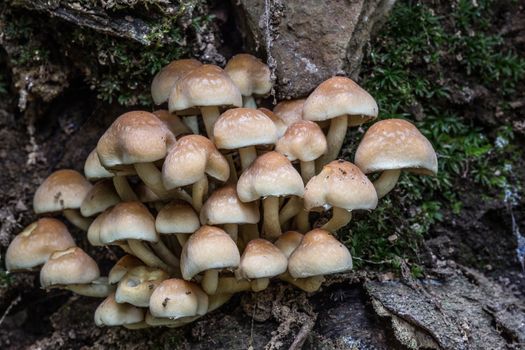 mushroom on dead tree trunk