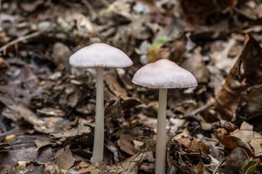 Mushrooms on forest floor in the foliage