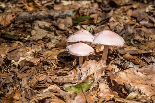 Mushrooms on forest floor in the foliage