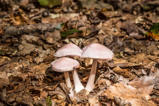 Mushrooms on forest floor in the foliage