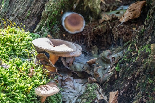 Mushrooms in the moss on dead wood