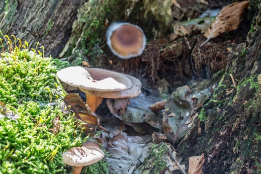 Mushrooms in the moss on dead wood