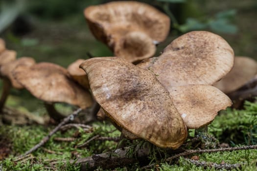 Mushrooms on forest floor in the foliage