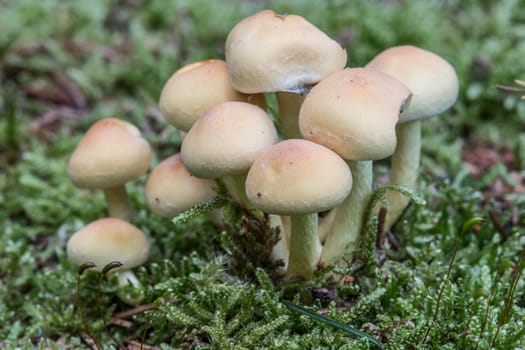 Mushrooms on forest floor in the foliage