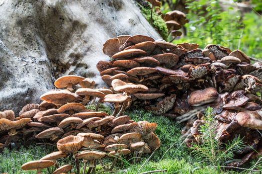 Mushrooms on forest floor in the foliage