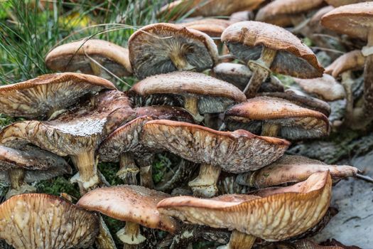 Mushrooms on forest floor in the foliage