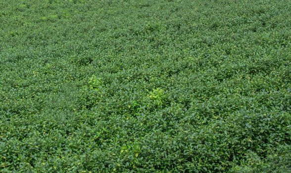 Tea plantation in Chiang Mai, Thailand.