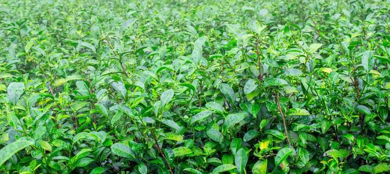 Tea leaves in the tea plantation with sunlight in the morning.