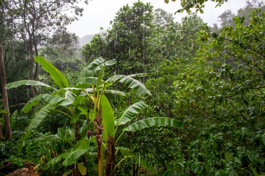 Nature rainy forest, View from the balcony of strong rainy day.