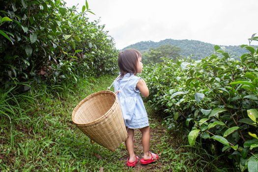 Portrait of little asian girl with bamboo basket on her back in a tea plantation.