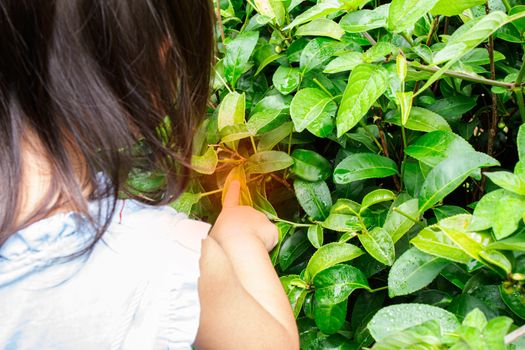 Portrait of little asian girl picking tea leaves at a tea plantation and the insect bites her hand.