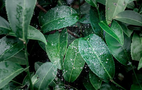 Dew drops in the cobweb early in the morning on tea plantations.