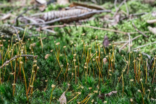 Moss with fruit stalks on forest floor