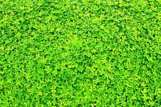 Texture of green leaves in tropical northern Thailand.