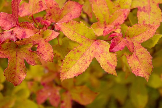 Season of beautiful autumn leaves in the garden.