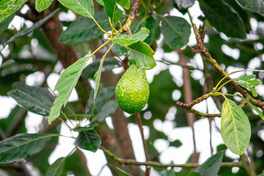 Green fruits avocado hanging on the tree  in garden.