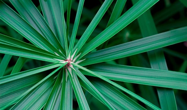 Texture of green leaves in tropical northern Thailand.