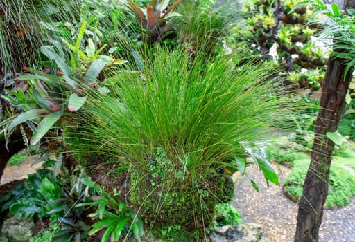 Tropical tree in the garden.