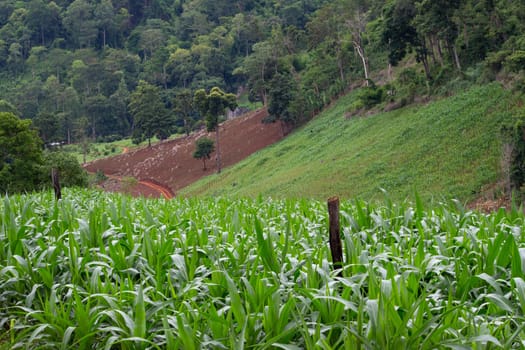 Landscape of corn fields on the hill in rainy seasons in northen of Thailand.