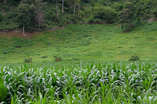 Landscape of corn fields on the hill in rainy seasons in northen of Thailand.